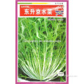 Sale mizuna Mustard Cabbage seeds chinese cabbage Vegetable for planting